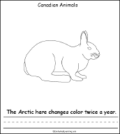 Search result: 'Canadian Animals, A Printable Book: Arctic Hare Page'