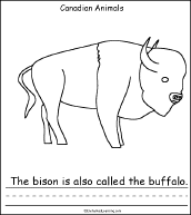 Search result: 'Canadian Animals, A Printable Book: Bison Page'