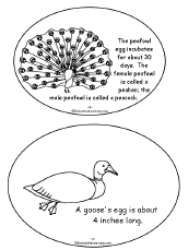 Search result: 'My Egg Book, A Printable Book: Peafowl, Goose'