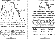 Trunk, Tusks