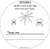 Spiders