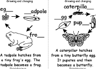 Search result: 'Growing and Changing Book, A Printable Fill-in-the-Blanks Book: Tadpole to Frog, Caterpillar to Butterfly'