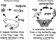 Tadpole to Frog, Caterpillar to Butterfly