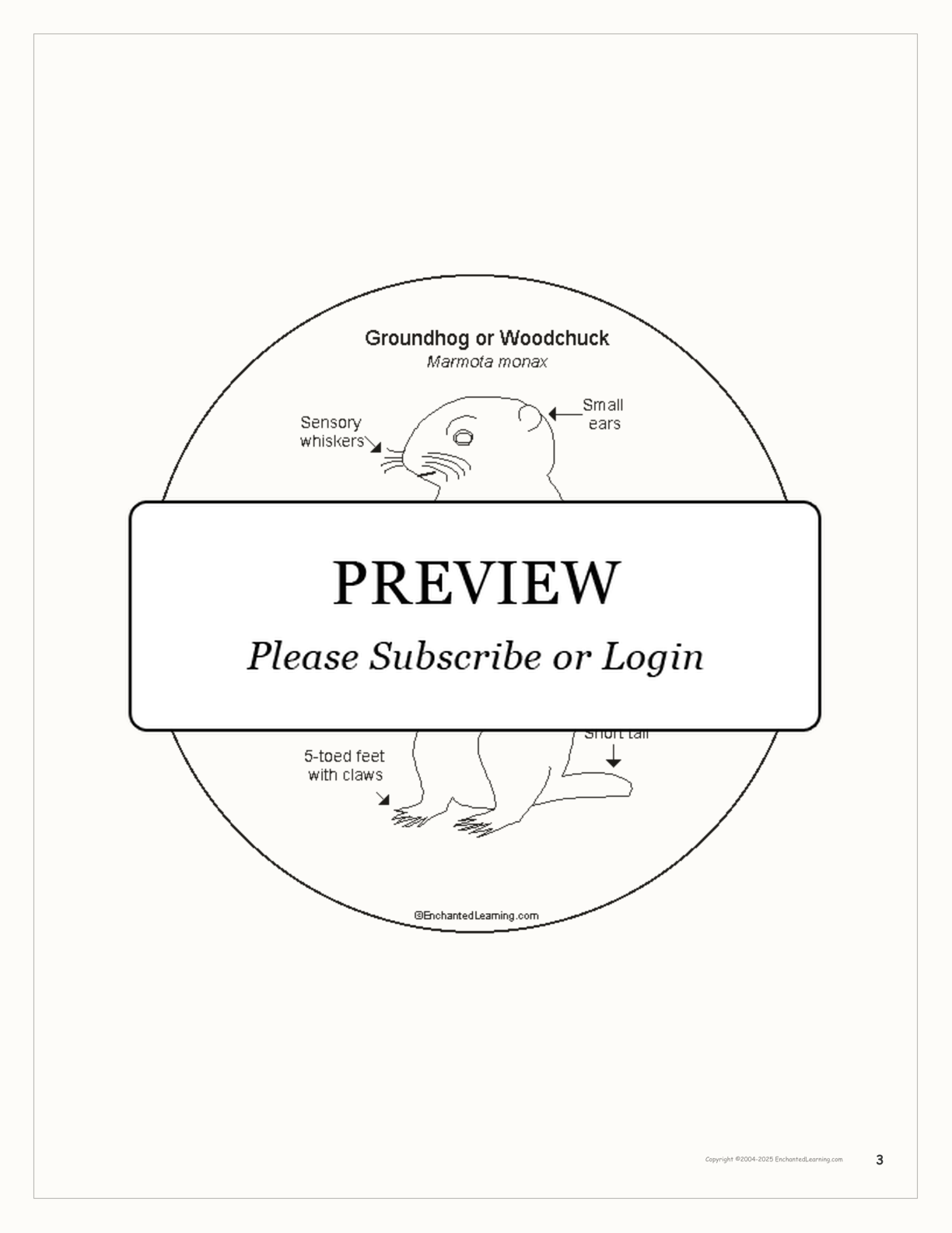 Groundhog Day Activity Book interactive printout page 3