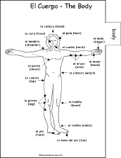 Search result: 'Spanish Word Book #2 to Print: Body/El Cuerpo'