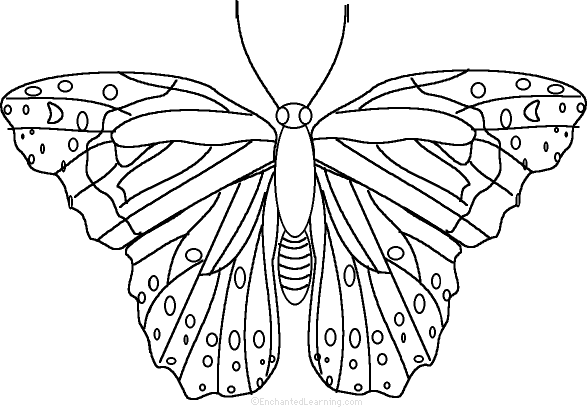 Search result: 'Butterfly: Fact or Opinion?, A Worksheet'