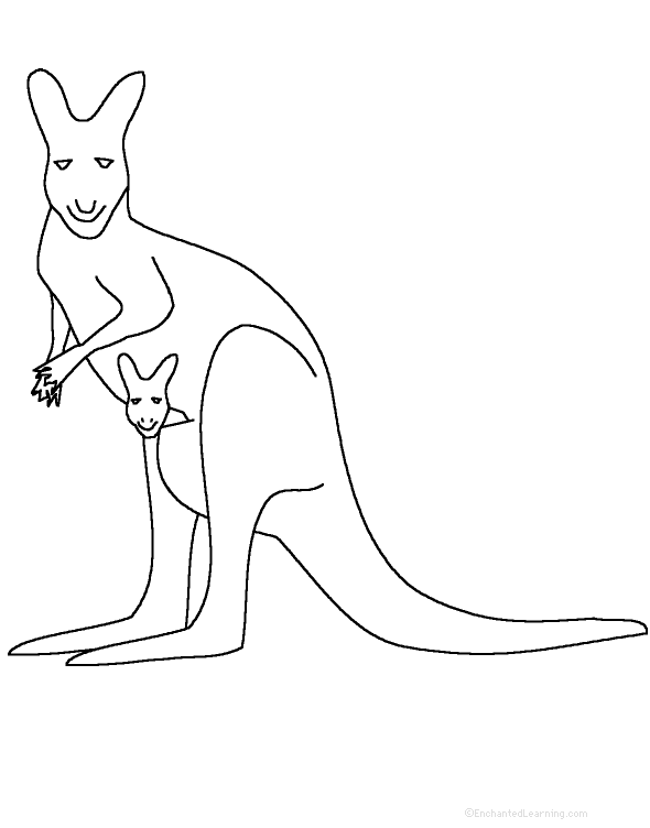 kangaroo