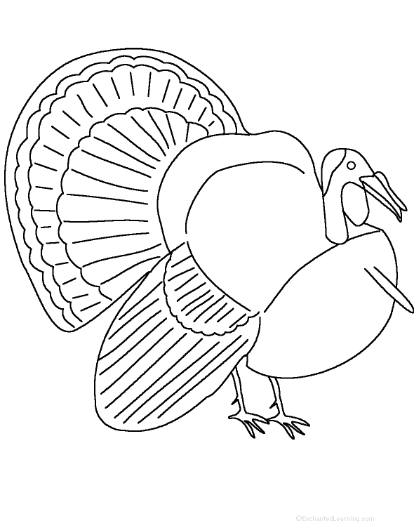 Search result: 'Adjectives Describing A Turkey - Printable Worksheet'