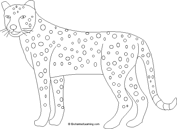 Search result: 'Cheetah Printout (unlabeled)'