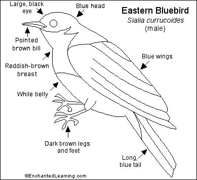 Eastern Bluebird Printout- EnchantedLearning.com