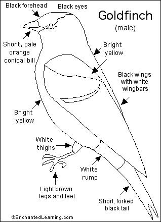 Goldfinch Printout- EnchantedLearning.com