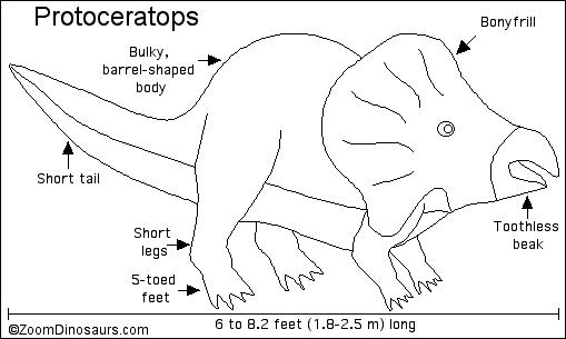Protoceratops Printout- ZoomDinosaurs.com