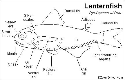 Lanternfish Printout- Enchanted Learning Software