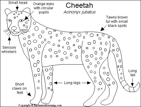 Download Cheetah Printout- EnchantedLearning.com