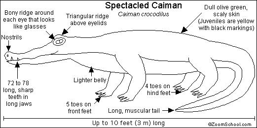 Search result: 'Spectacled Caiman Printout'