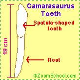 Camarasaurus tooth