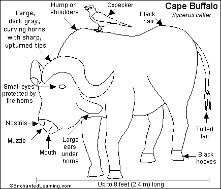 Search result: 'Cape Buffalo Printout'