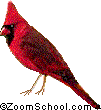 cardinal