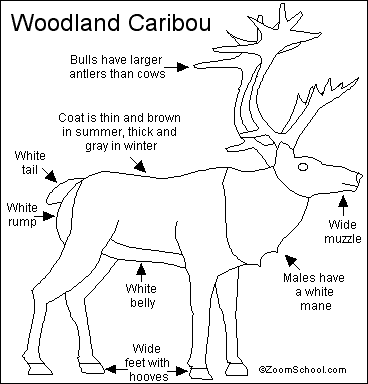 Search result: 'Caribou Printout'