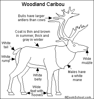 Search result: 'Woodland Caribou Printout'