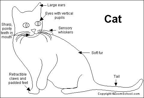 Cat Printout- EnchantedLearning.com