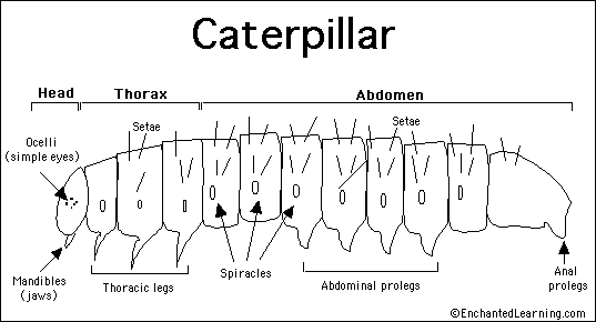 Caterpillar Anatomy Printout