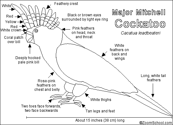 Search result: 'Cockatoo Printout'