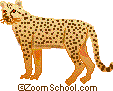 Cheetah