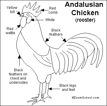 Learn the parts of a Chicken  Rooster, Chickens and roosters, Feather