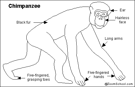 All About Chimpanzees Enchantedlearning Com The ear is a group of sensory organs in the head that collaborate to produce the sense of hearing. all about chimpanzees