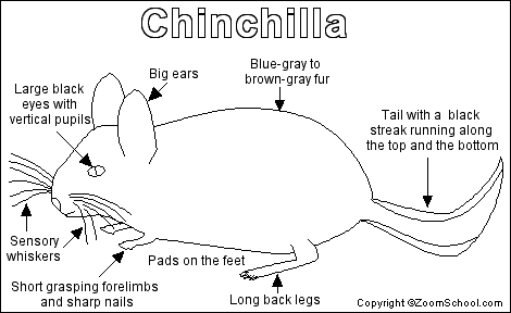 Search result: 'Chinchilla Printout'