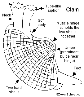 Download Clam- Enchanted Learning Software