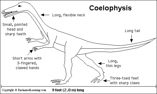 Search result: 'Coelophysis Printout'