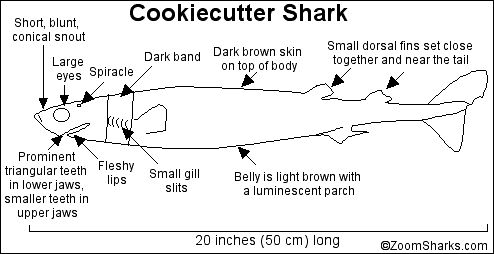 Search result: 'Cookiecutter Shark Printout'