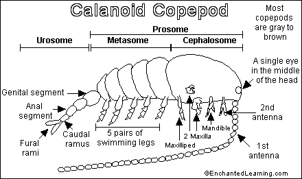 Search result: 'Copepod Printout'