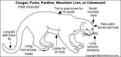 puma anatomy