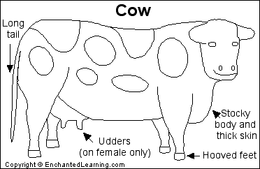 Search result: 'Cow Printout'