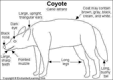 Search result: 'Coyote Printout'