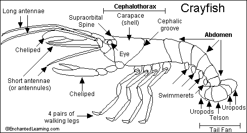 pictures of crayfish