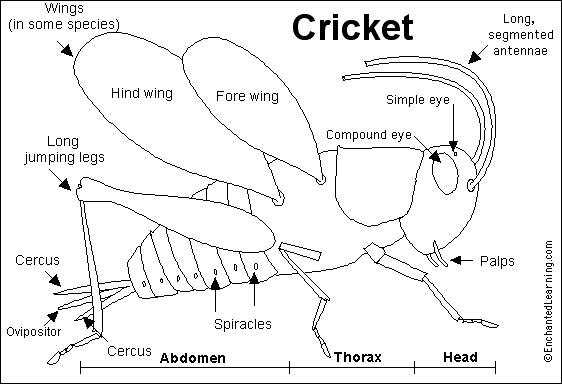 Search result: 'Cricket Printout'