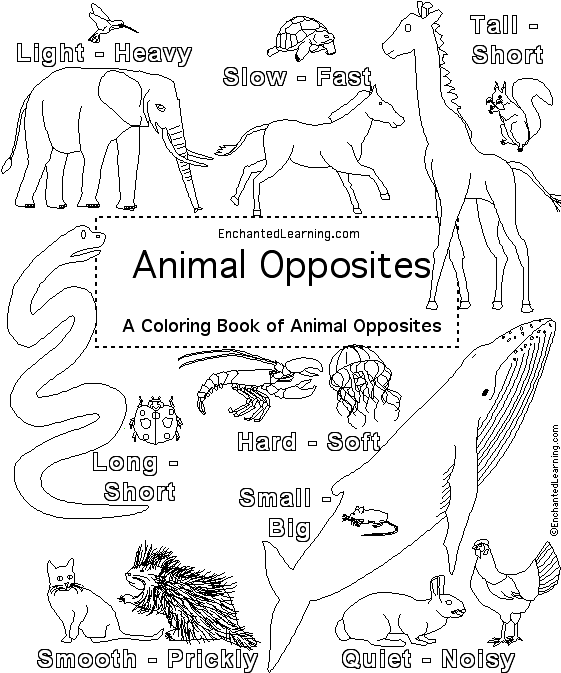 Search result: 'Animal Opposites Coloring Book: Cover page'