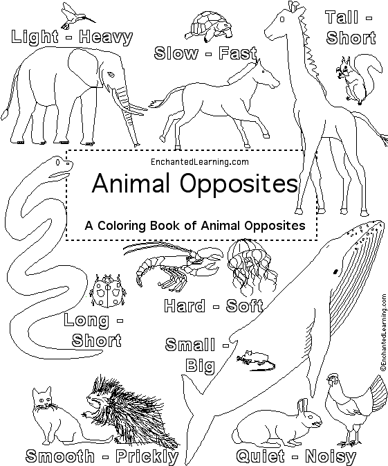 Opposites short. Раскраска opposites. Long short раскраска. Opposites animals Worksheets for Kids. Opposite for Kindergarten.