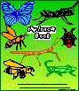 The finished insect book.