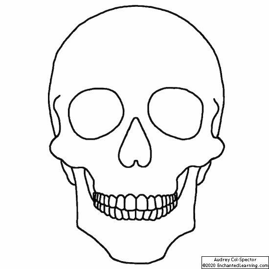 Plain Sugar Skull - Coloring Page - Enchanted Learning