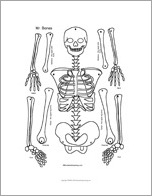 Search result: 'Mr. Bones Skeleton Craft Template'