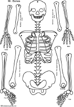The printable skeleton template.