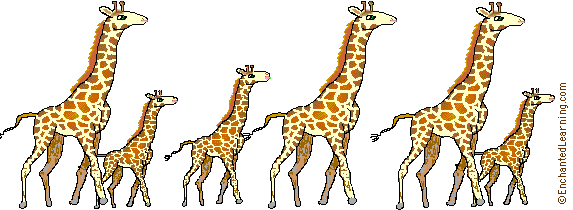 Search result: 'Giraffe Letterhead'