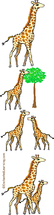 Search result: 'Giraffe Letterhead, vertical'