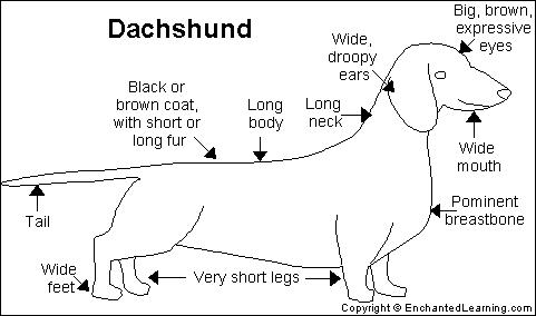 Search result: 'Dachshund Printout'