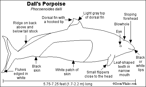 Spectacled Porpoise